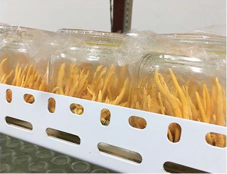 蛹蟲草鮮品